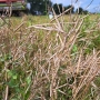 Friese Mosterdmakerij impressie 29